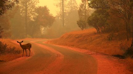 Un chevreuil se tient au milieu d'une route rougie par un produit retardateur de flammes près de Redding en Californie, le 28 juillet 2018.&nbsp; (JUSTIN SULLIVAN / GETTY IMAGES)