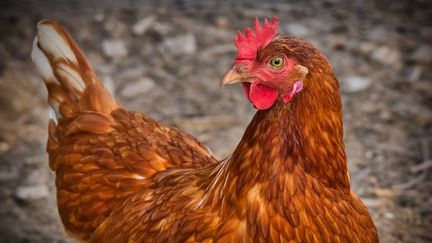 Pour recycler vos déchets... adoptez une poule !