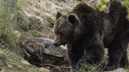 L'ours brun est une espèce menacée et protégée. (FRANCK FOUQUET / MAXPPP)