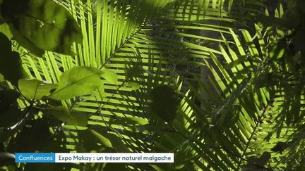 « Makay, refuge en terre malgache », une exposition immersive dans une région menacée