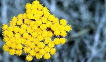 &nbsp; (Immortelle d'Italie © Fotolia / nemesis2207)