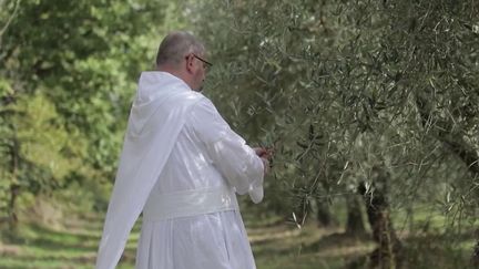 Italie : le début des récoltes des olives en Toscane (France 2)