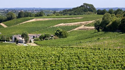 La vallée de l'Isle et des vignes du village de Saillans, en Gironde, le 28 juillet 2022.&nbsp; (PHILIPPE ROY / PHILIPPE ROY)