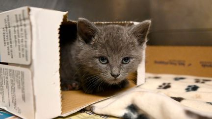 Un hors-série du mensuel de l'INC en novembre, pour le bien-être de nos animaux de compagnie : les mutuelles, les meilleures croquettes pour chats, les colliers anti-aboiement, les fontaines, les gamelles anti-glouton, les litières... (Illustration) (MEDIANEWS GROUP / LONG BEACH PRESS /  GETTY IMAGES)