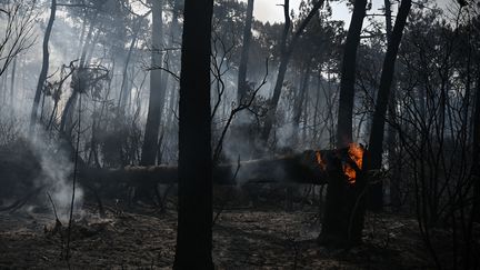 De la fumée dans une forêt de Gironde, au Pyla-sur-Mer, le 19 juillet 2022. (PHILIPPE LOPEZ / AFP)