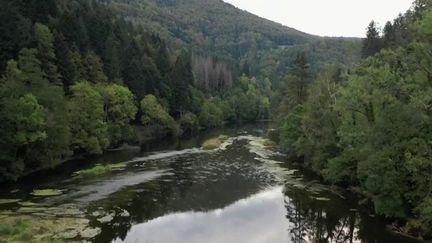 Franche-Comté : la production de Comté accusée de polluer les rivières