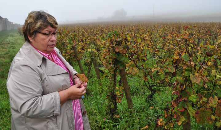 &nbsp; (Anne Parent, dans sa parcelle de Pommard 1er cru "les Chaponnières", grêlée cet été © RF/GG)