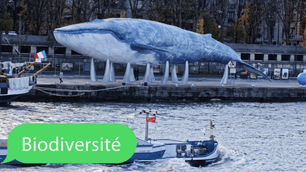  (Sculpture de baleine © infosart-Demotix-Corbis)