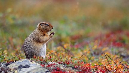 Des &eacute;cureuils terrestres d'Arctique ont permis la conservation des graines, dont ils se nourrissaient.&nbsp; (PAUL STOVER / GETTY IMAGES )