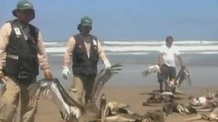 Des p&ecirc;cheurs ont d&eacute;couvert des p&eacute;licans morts au large des plages de Piura et de Lambayeque, dans le Nord du P&eacute;rou, le 30 avril 2012. (REUTERS / FTVI)