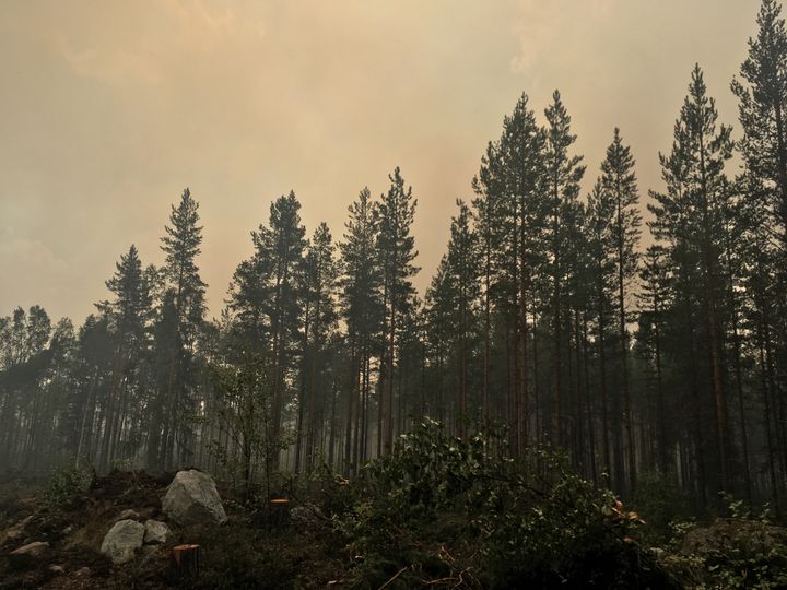 La forêt de Ljusdal en Suède, le 25 juillet 2018. (ELISE LAMBERT/FRANCEINFO)