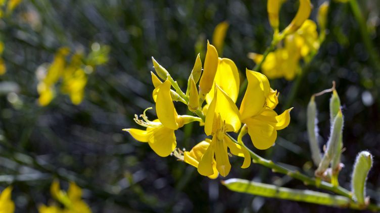 Rechauffement climatique : les plantes exotiques s'installent toujours plus haut en altitude via les routes et chemins de randonnée