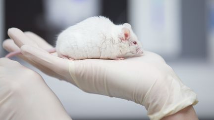 Une souris dans un laboratoire de recherche, à Münster&nbsp;(Allemagne), le 24 novembre 2017. (FRISO GENTSCH / DPA / AFP)