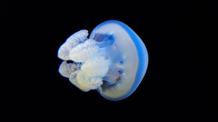 La méduse "Portuguese Man O' War". (YURI ARCURS / CHROMORANGE)