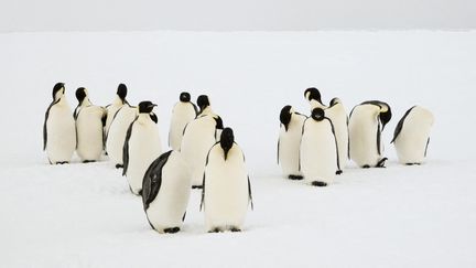 Un groupe de manchots empereurs. (I. NOYAN YILMAZ/SCIENCE PHOTO LI / NYI / AFP)