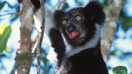 Un lémurien indri dans un arbre sur l'île de Madagascar.
 (JOUAN/RIUS / GAMMA-RAPHO via GETTYIMAGES)