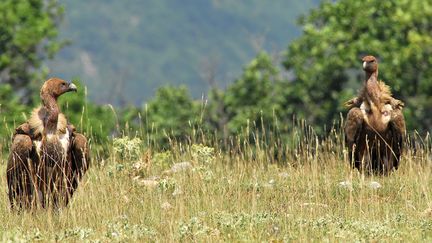 Les vautours de retour en Ardèche