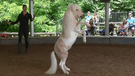 Pendant la présentation au Parc, les chevaux montrent leur talent
 (France 3/ Culturebox)