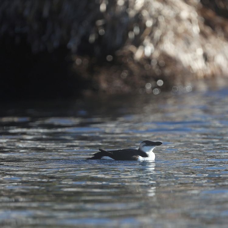 Quatre questions sur les pingouins qui s'invitent sur la côte méditerranéenne cet hiver