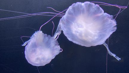 Des méduses translucides. Une plaine sous-marine située au milieu du Pacifique abrite des milliers d'espèces d'animaux inconnus. (Illustration) (JOEY KOTFICA / PHOTODISC / GETTY IMAGES)