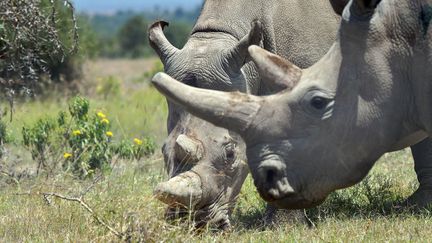 Najin (à gauche) et Fatu, les deux derniers rhinocéros blancs du Nord, dans la réserve d'Ol Pejeta (Kenya), le 23 août 2019. (TONY KARUMBA / AFP)