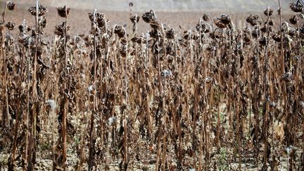 Des champs de tournesol grillés par la sécheresse, le 19 septembre 2022 à Bram (Aude). (ALAIN PITTON / NURPHOTO / AFP)