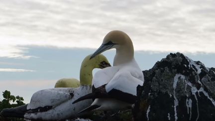 Capture d'écran d'une vidéo de Nigel, le pélican sur l'île Mana (Nouvelle-Zélande), le 1er octobre 2016. (GECKO LOVER / YOU TUBE)