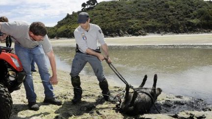 Plage de Morieux: évacuation d'un sanglier mort, le 26 juillet 2011, dans une anse de la baie de Saint-Brieuc. (AFP PHOTO DAMIEN MEYER)