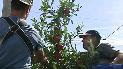 Les arboriculteurs sommés de rembourser les aides de l'État