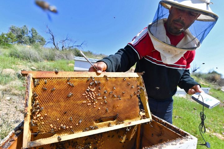 L'apiculteur Elias Chebbi vit dans la province de Beja, au nord de la Tunisie (le 8 avril 2022). (FETHI BELAID / AFP)