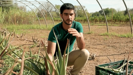 Agriculture : dans le Sud de la France, les producteurs d’aloe vera espèrent s'installer dans le paysage (France 2)