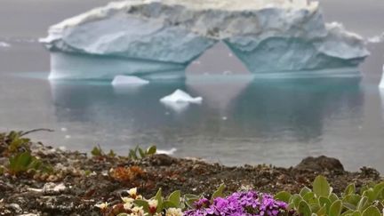 Sur une photo, on voit des fleurs violette qui auraient été photographiées en Antarctique, selon les réseaux sociaux. Pour de nombreux internautes, il s'agit d'un symbole du réchauffement climatique qui frappe la région. Est-ce pour autant vrai ?