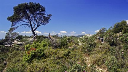 Garrigue en Provence. (ANNIE & JEAN-CLAUDE MALAUSA / BIOSPHOTO)