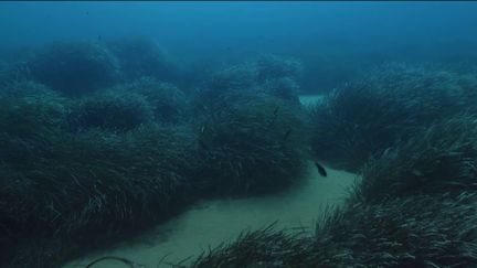 Environnement : la posidonie, ce poumon vert de la Méditerranée (FRANCE 2)