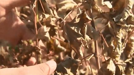 Des vignes ont été dévastées par la canicule à Sussargues (Hérault). (FRANCE 3 OCCITANIE)