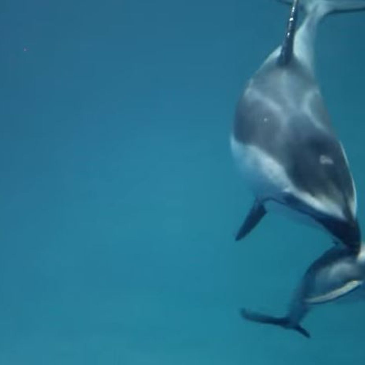 Video Regardez La Naissance D Un Bebe Dauphin Dans L Aquarium De Chicago