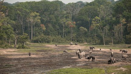 Avec la disparition des éléphants de la région du nord, les braconniers pourraient se rabattre rapidement sur la forêt de Dzanga-Sangha, selon le WWF qui répertorie les pachydermes et les autres animaux présents. (FLORENT VERGNES / AFP)