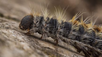 Les chenilles processionnaires du pin descendent de leur arbre aux beaux jours et marchent au sol, afin de trouver un endroit adéquat pour la métamorphose. (MÉGANE CHÊNE / MAXPPP)