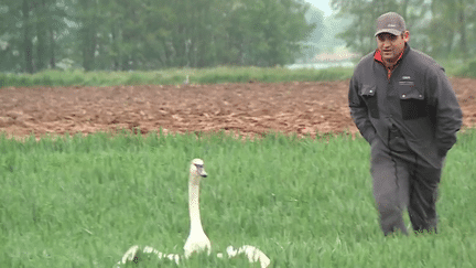 Agriculture : dans l’Aube, des cygnes ravagent les récoltes (FRANCE 3)