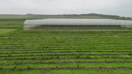 L’excès de pluie des derniers jours rend compliquées les récoltes pour les maraichers, les sols étant détrempées. Explications.