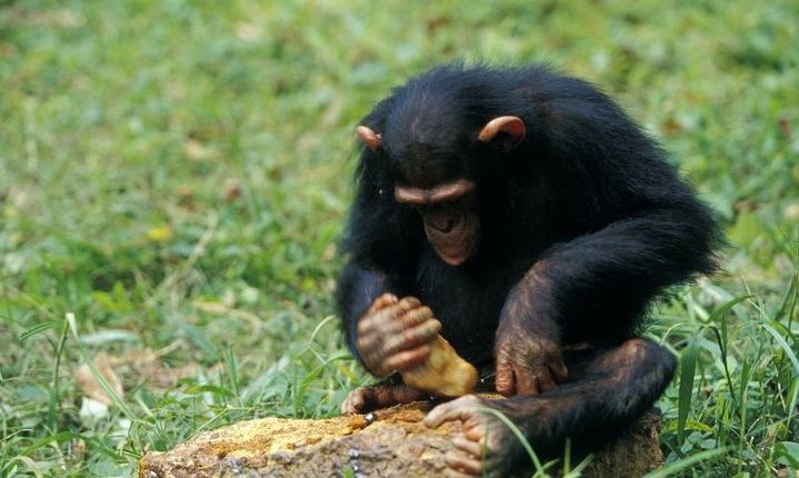 Au Gabon, un jeune chimpanzé ternte d'ouvrir le fruit d'un palmier. (Cyril Ruoso / Biosphoto)