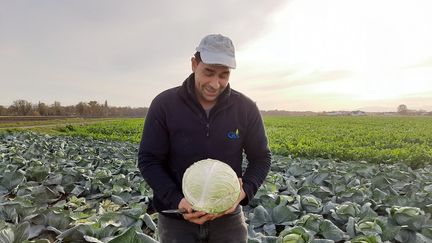 Parcelle de chou à choucroute en plaine d'Alsace en novembre 2020.&nbsp; (CORINNE FUGLER / RADIOFRANCE)