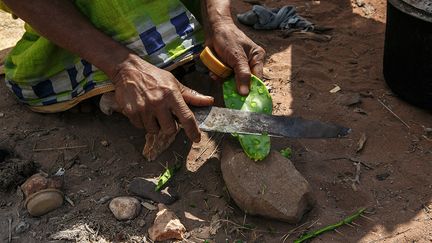 Comme d’autres villageois, une femme fait bouillir du cactus, après avoir retiré les piquants à la machette pour créer un coupe-faim couramment utilisé dans la région, en dépit des maux de ventre qu'il provoque. Mais cette pratique peut être dangereuse pour la santé.&nbsp; &nbsp;&nbsp; (RIJASOLO/AFP)