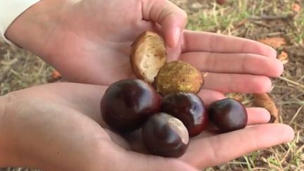 Ardèche : marrons, chataîgnes, comment ne pas les confondre ?