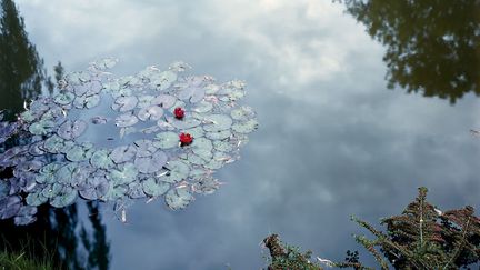 Le célèbre jardin de Claude Monet à Giverny, sous le regard de cinq photographes contemporains. Stephen Shore a photographié sa résurrection entre 1977 et 1982 pour le Metropolitan of Art de New York. De 2009 à 2013 Darren Almond, Henri Foucault, Elger Esser et Bernard Plossu ont eu carte blanche pour le contempler à toutes les heures du jour et en toutes les saisons. Le Musée des impressionnismes montre une centaine de leurs photos. Du 31 juillet au 1er novembre 2015 (Et jusqu'au 19 juillet, "Degas, un peintre impressionniste ?"). Ici, Stephen Shore, Giverny, France, 1982
 (Stephen Shore, par l&#039;intermédiaire de la 303 Gallery, New York)