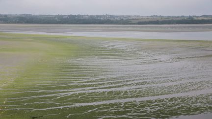 Illustration : des algues vertes échouées sur la grève de Saint-Guimond à Hillion dans la baie de Saint-Brieuc (Bretagne) le 14 janvier 2023. (LIONEL LE SAUX / MAXPPP)