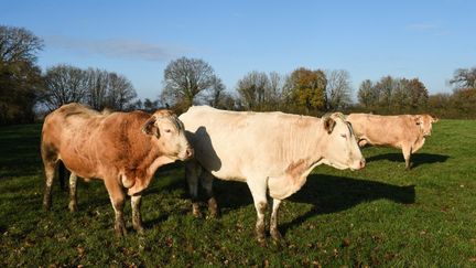 "La Blonde d'Aquitaine" à Evron, en Mayenne, où se tient jusqu'à dimanche soir le festival de la viande.&nbsp; (JEAN-FRANCOIS MONIER / AFP)