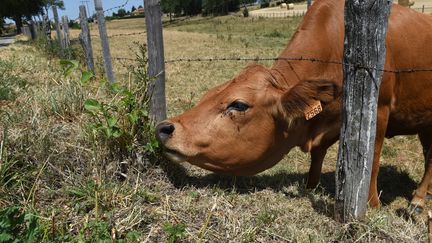 Sécheresse : le bétail souffre