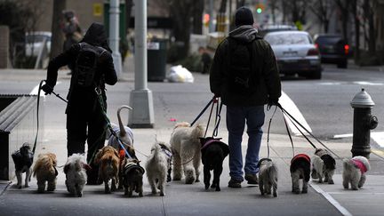 Dog-sitters au travail dans une rue de l'Upper Esat Side &agrave; New York, le 4 janvier 2012. (TIMOTHY A. CLARY / AFP)