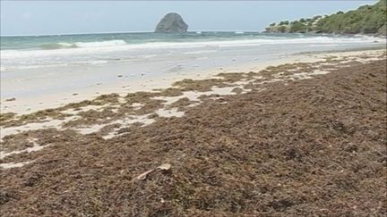 Les algues sargasses reviennent encore aux Antilles.&nbsp;Ici, la plage du Diamant en Martinique. (MARTINIQUE 1ERE)